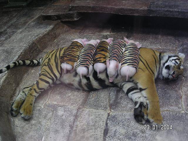 tigre10.jpg