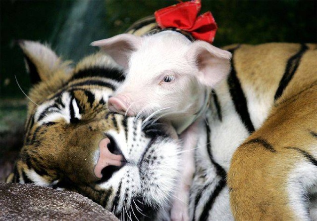 tigre210.jpg