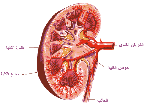 kidney10.gif